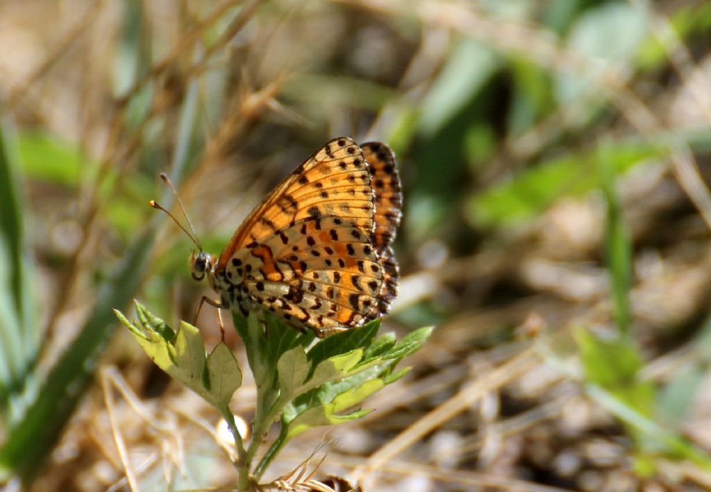 Melitaea phoebe? No, Melitaea didyma - Nymphalidae